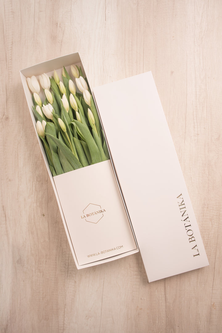 Classic Box Ivory 20 Tulipanes