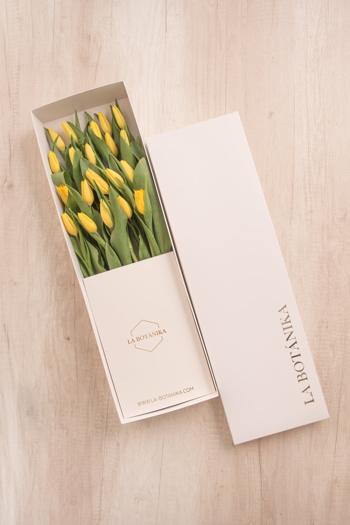 Classic Box Ivory 20 Tulipanes
