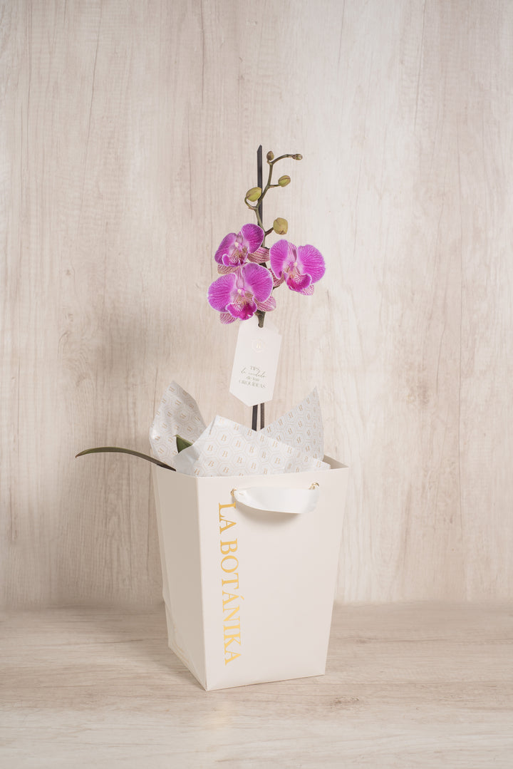 Josefina con Orquídea 2 varas