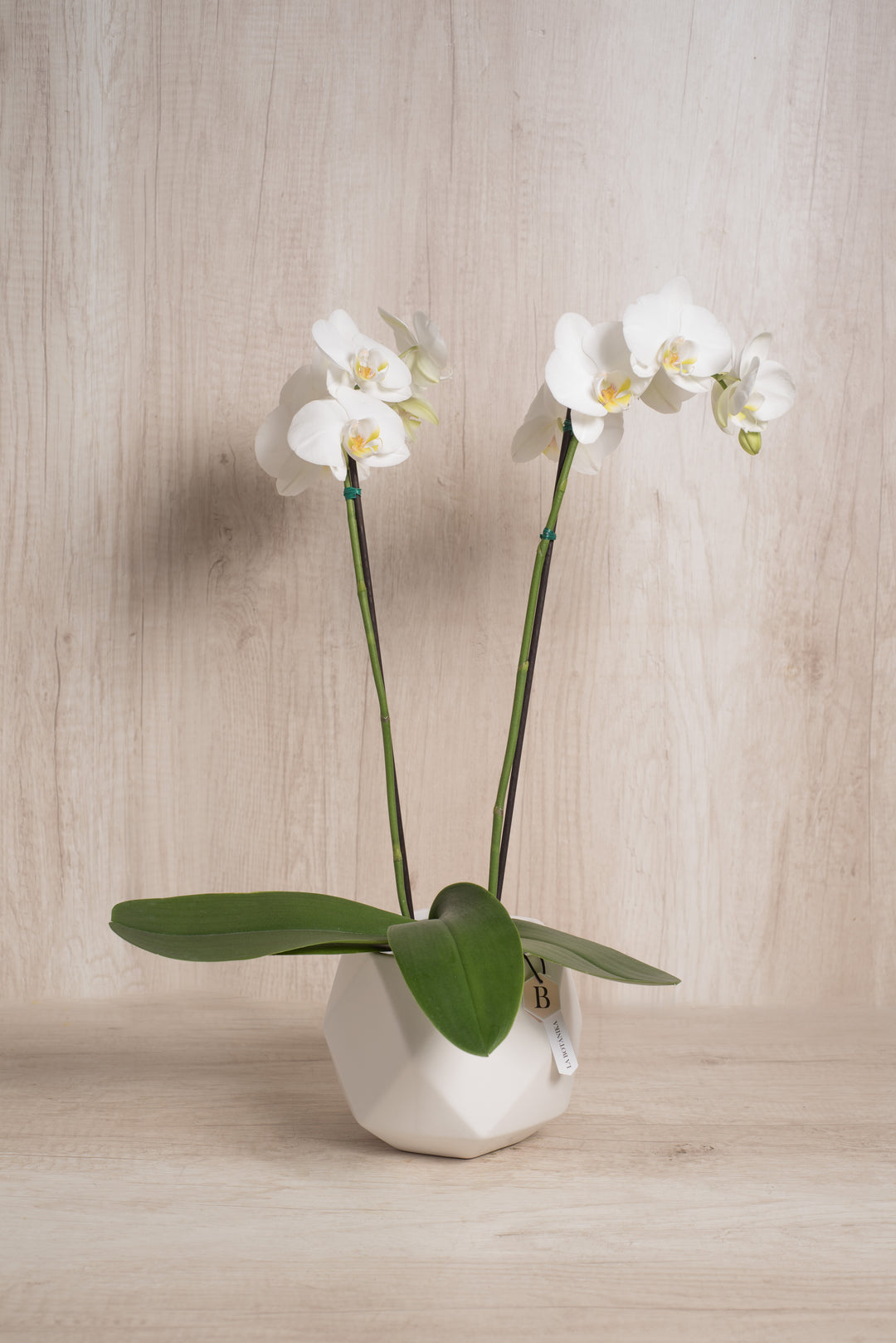 Esfera con Orquidea 2 varas