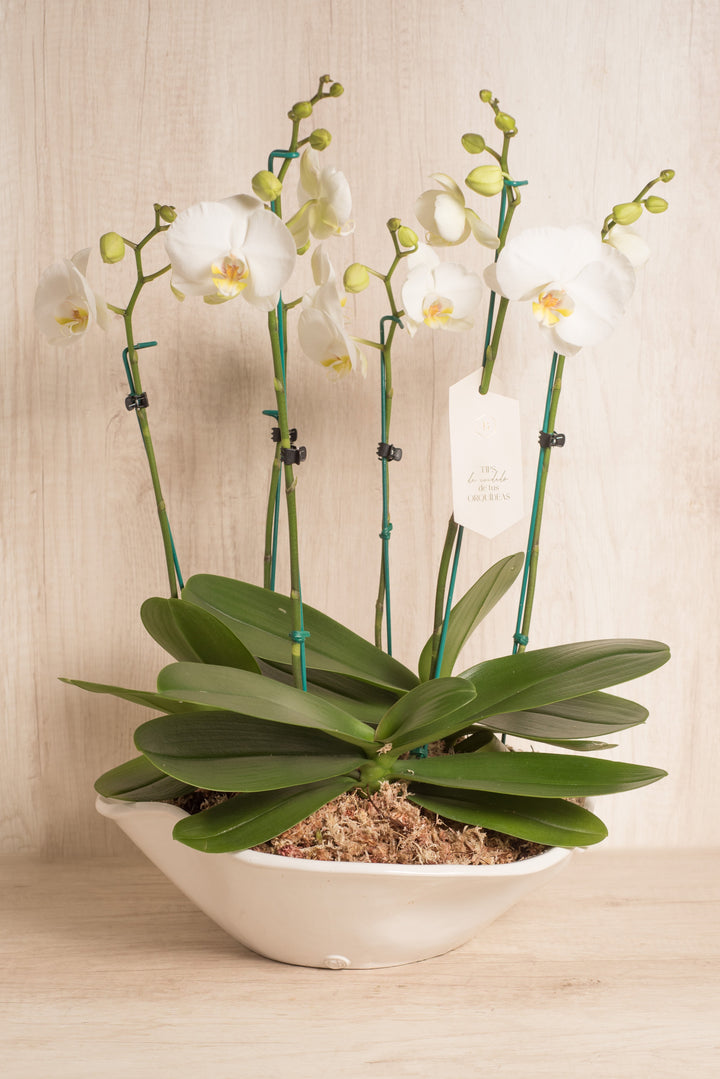 Arreglo de 6 Varas de Orquídeas