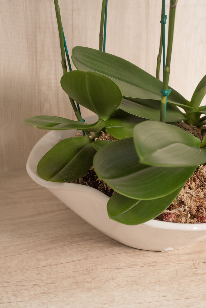 Arreglo de 6 Varas de Orquídeas