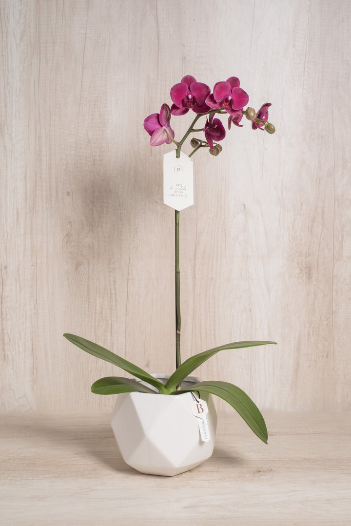 Esfera con Orquidea - mamá26