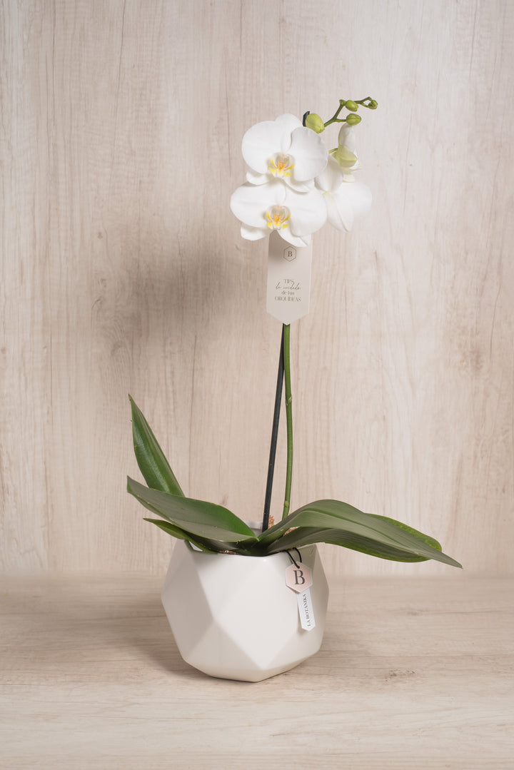 Esfera con Orquidea - mamá26