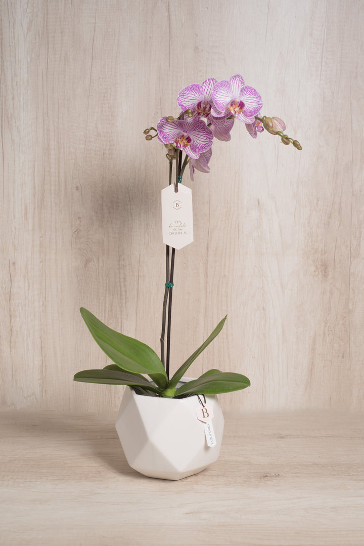 Esfera con Orquidea - mamá26