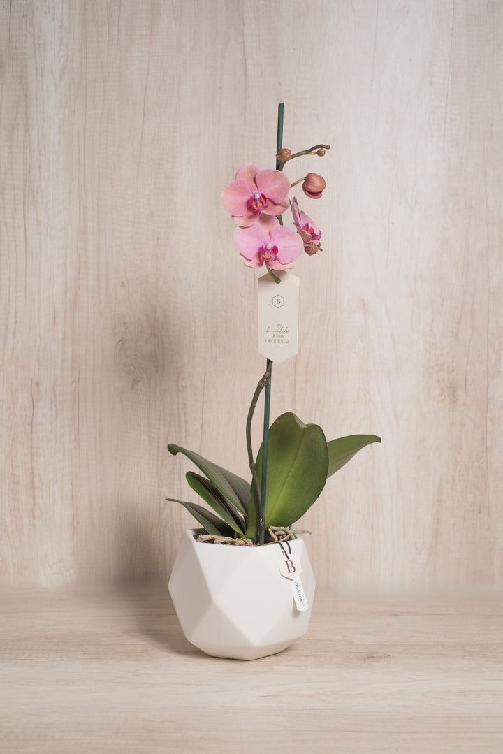 Esfera con Orquidea - mamá26