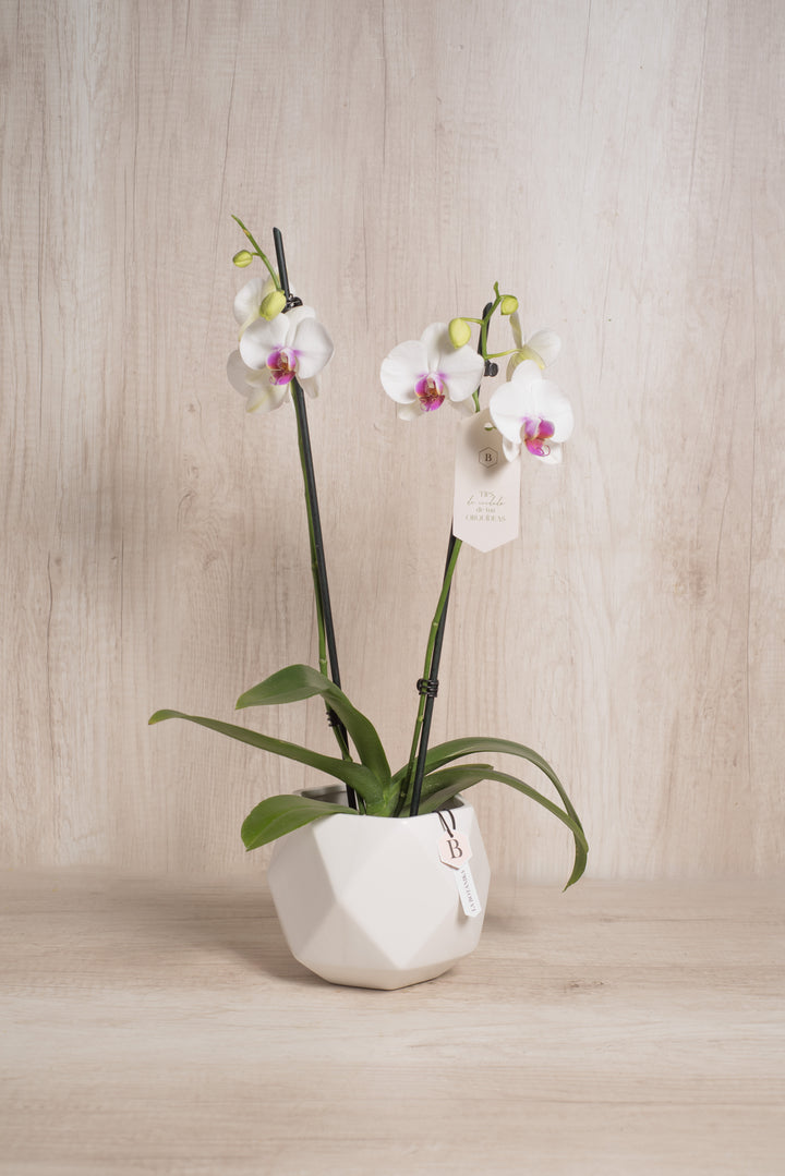 Esfera con Orquidea 2 varas