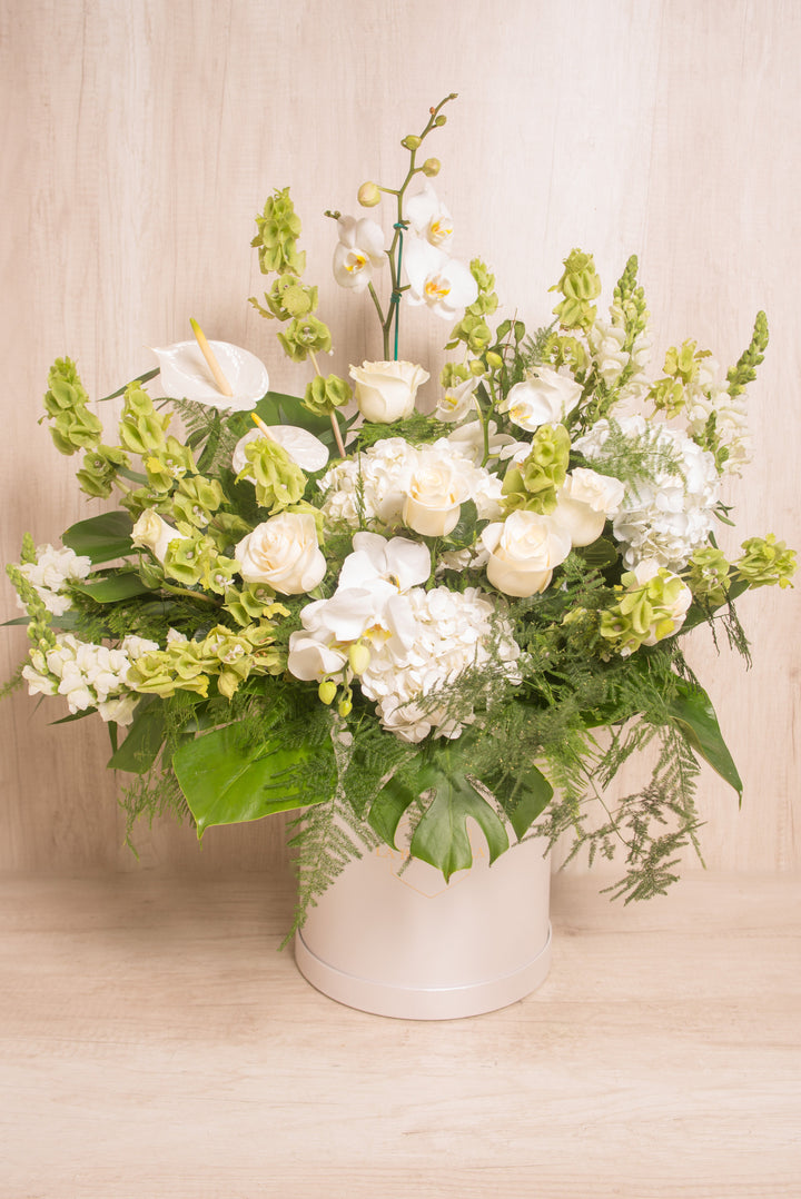 Splendid Box Ivory Raquel