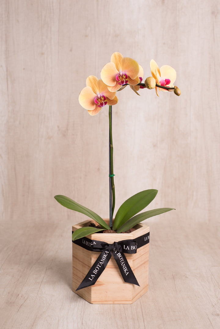 Wood Box Orquídea Amarilla - Flores amarillas