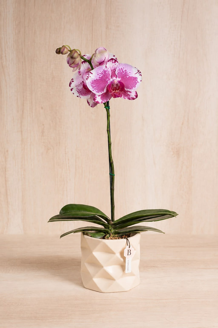 Marie con orquídea - sameday
