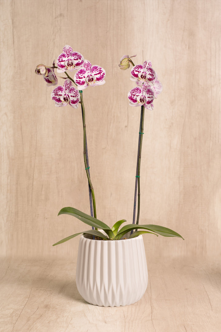 Josefina con Orquídea 2 varas
