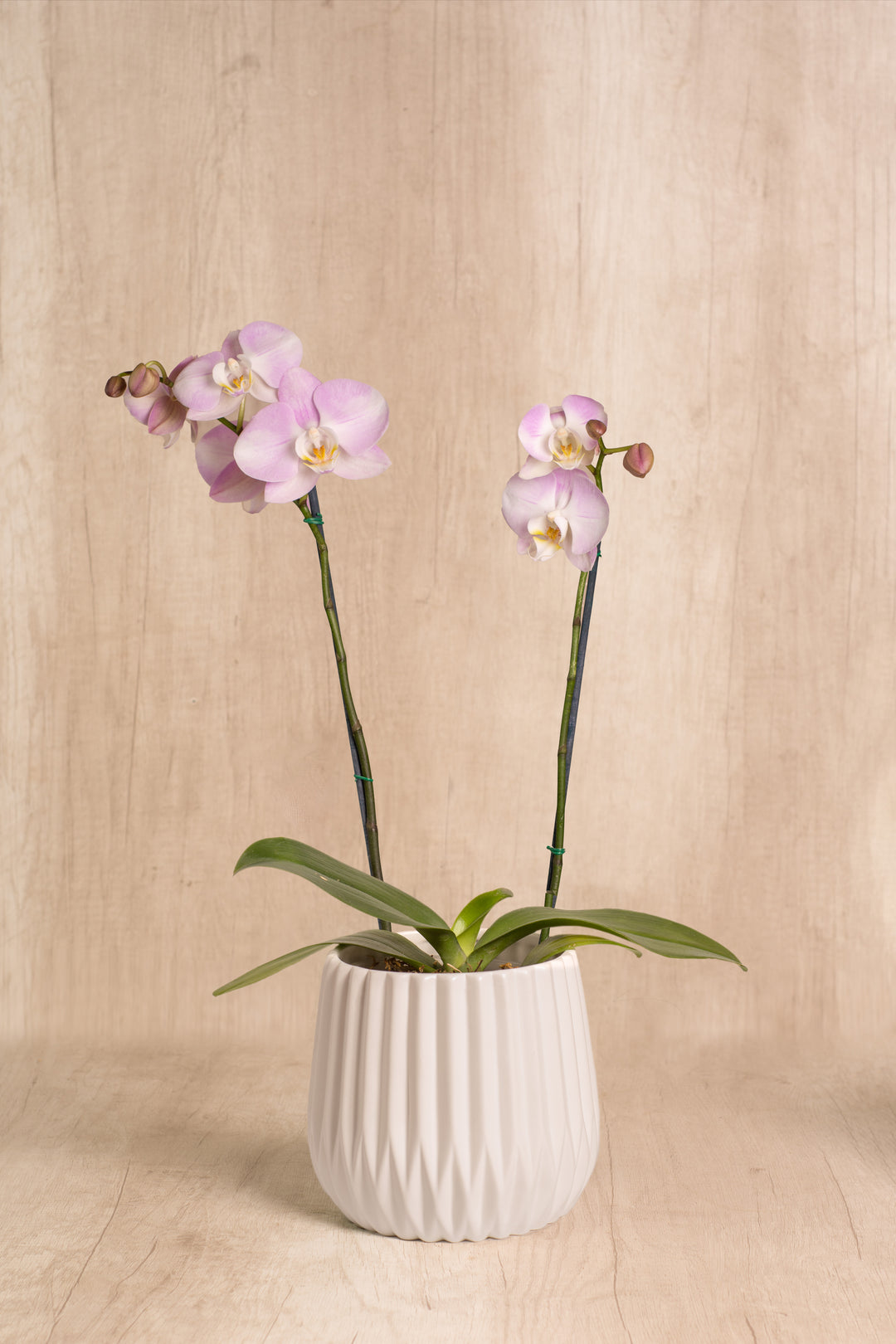 Josefina con Orquídea 2 varas