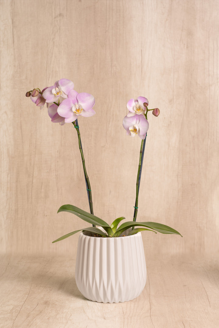 Josefina con Orquídea 2 varas
