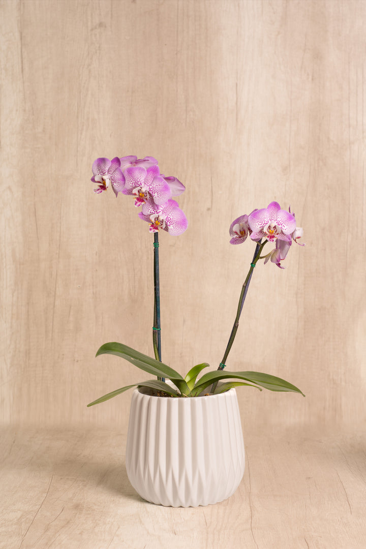 Josefina con Orquídea 2 varas