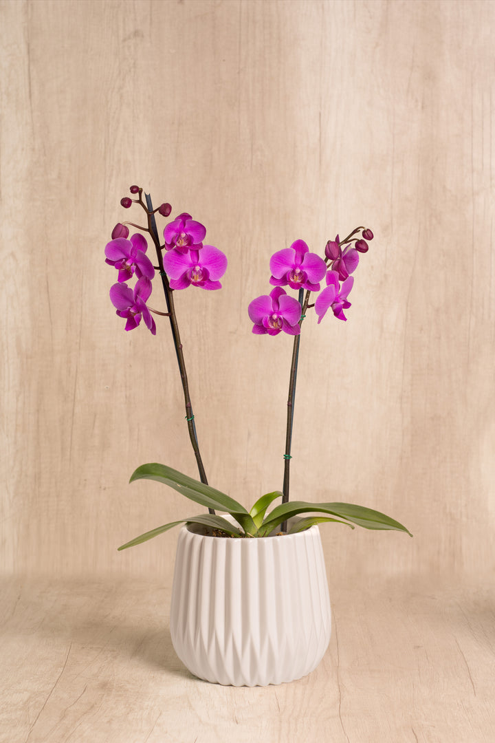 Josefina con Orquídea 2 varas