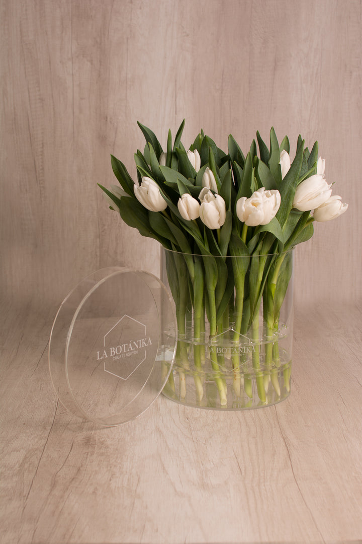 Crystal Box 25 Tulipanes blancos