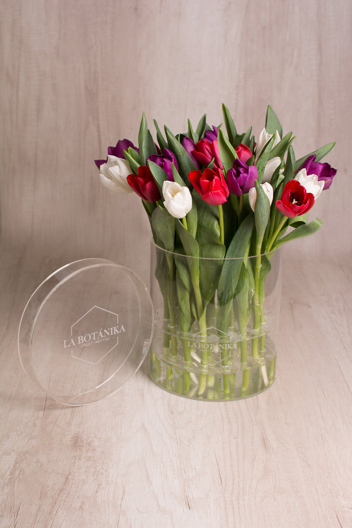 Crystal box 25 tulipanes