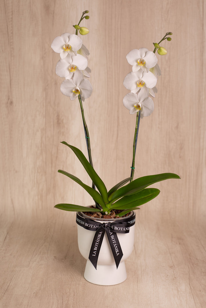 Copón con Orquídea de 2 Varas