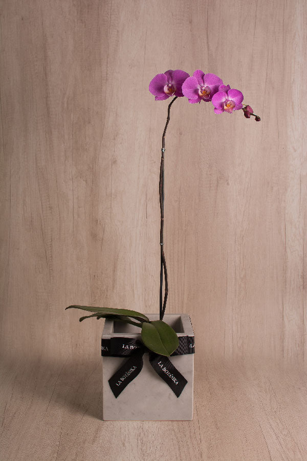 Mármol Gris con Orquídea