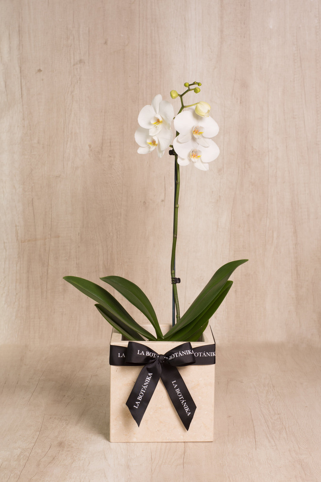 Mármol beige con orquídea