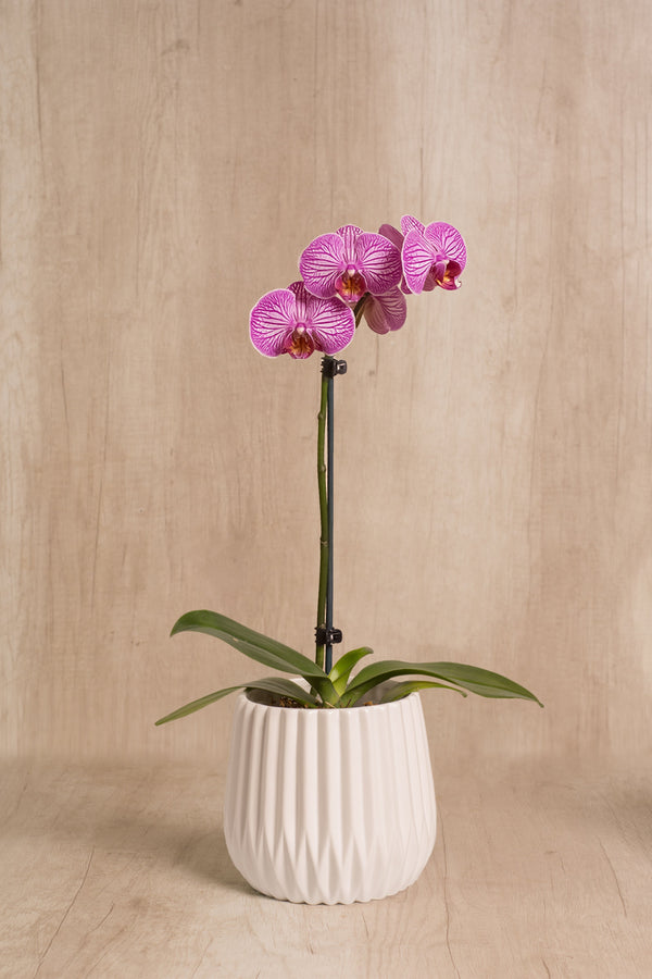 Josefina con Orquídea