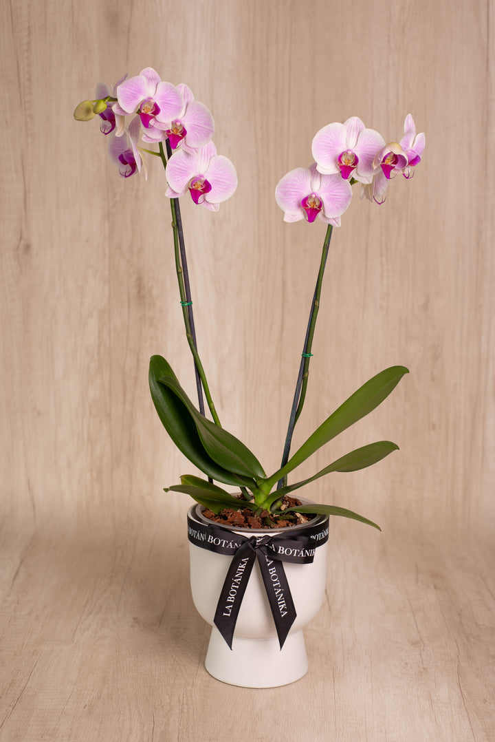 Copón con Orquídea de 2 Varas