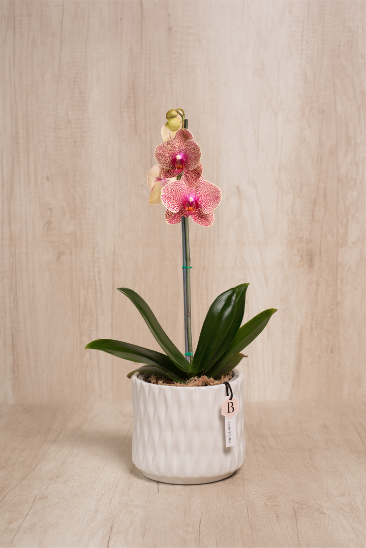 Marie Blanca con orquídea
