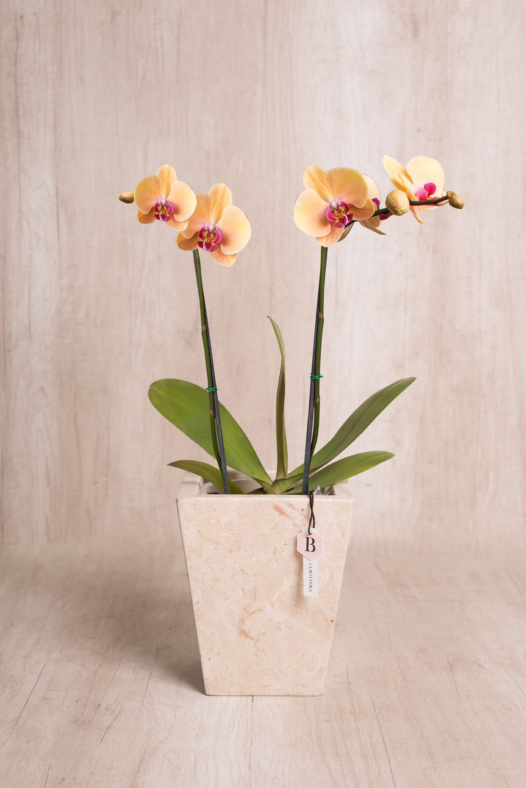 Trapecio Marmol beige orquídea 2 varas