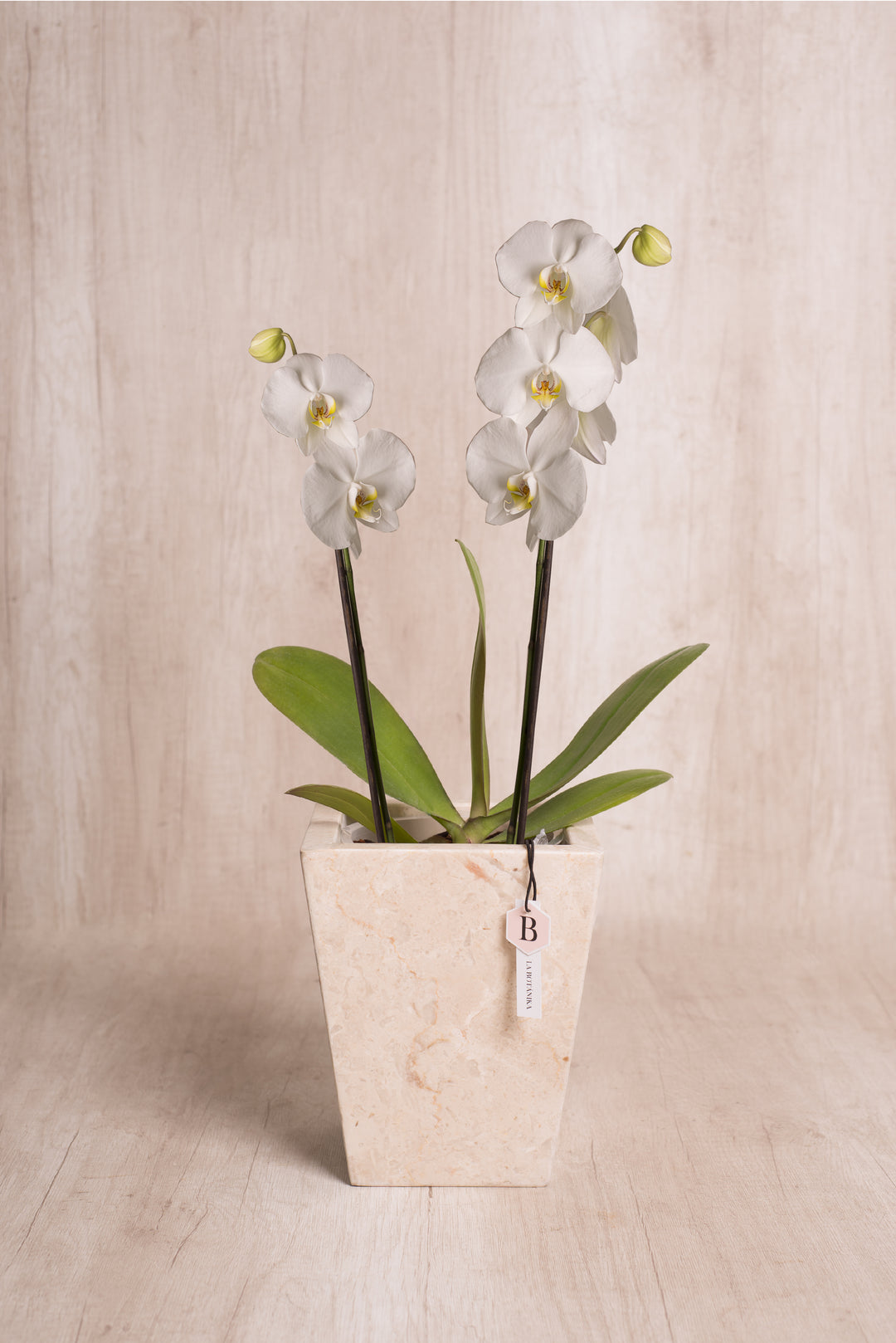 Trapecio Marmol beige orquídea 2 varas