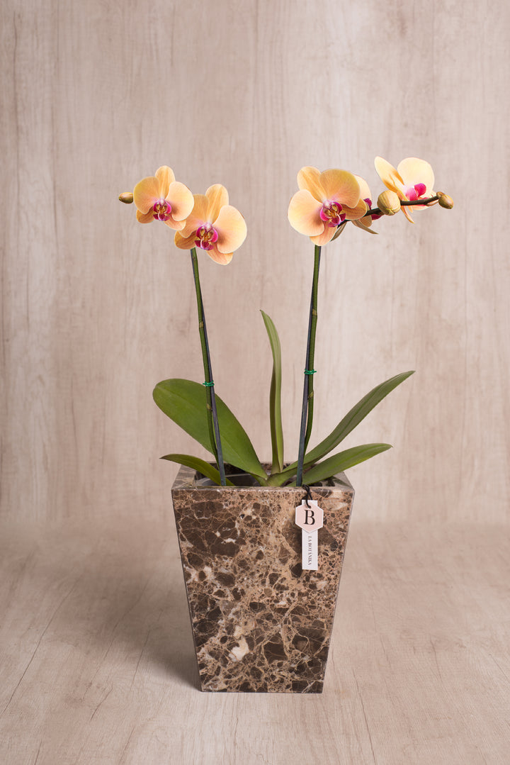 Trapecio Marmol marrón orquídea 2 varas
