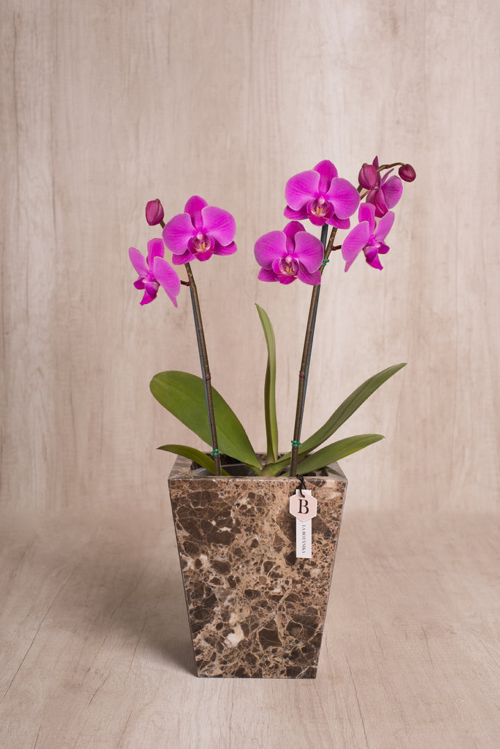 Trapecio Marmol marrón orquídea 2 varas
