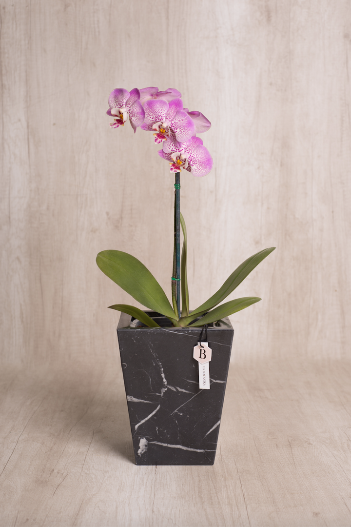 Trapecio Marmol negro con orquídea