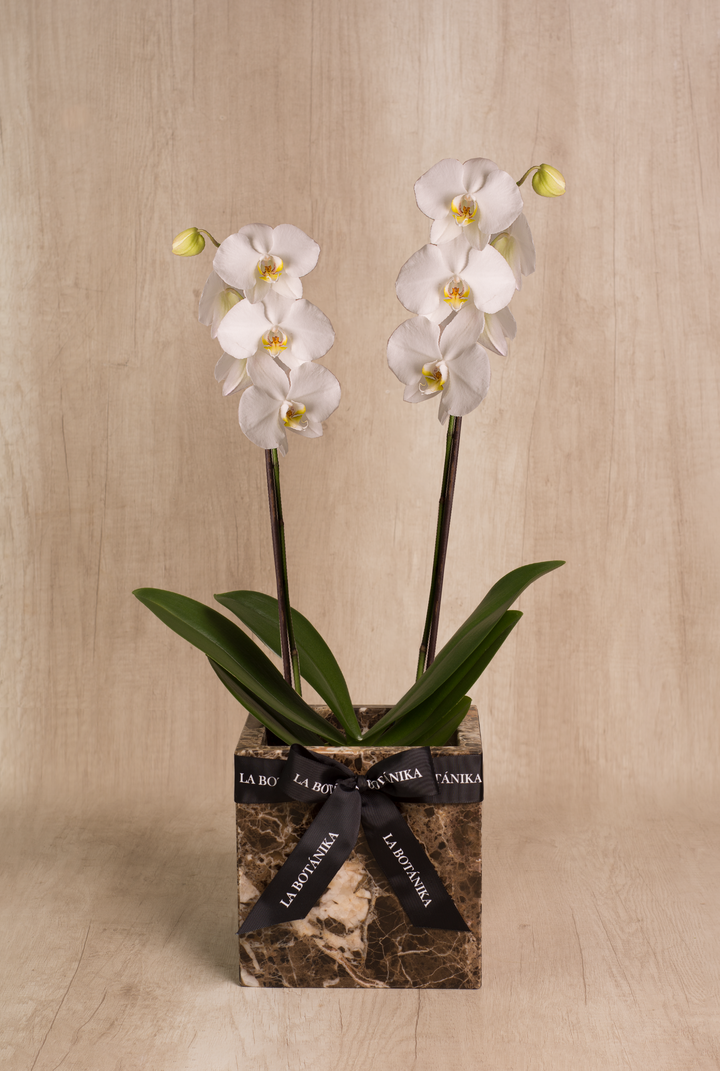 Mármol Marrón Orquídea 2 varas