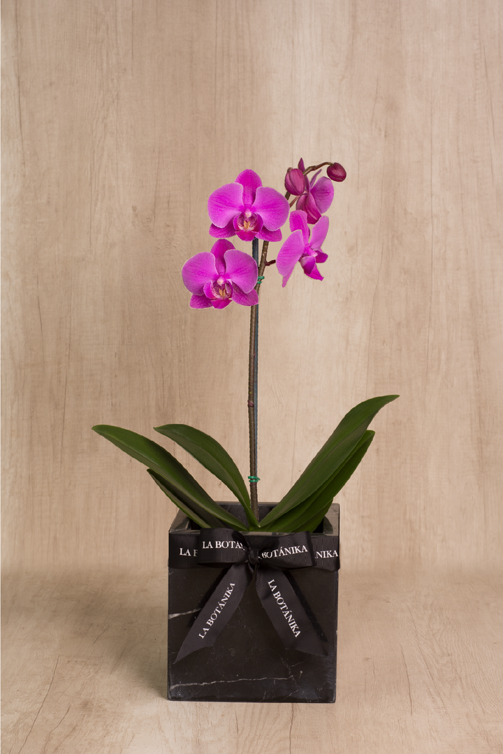 Mármol Negro con Orquídea