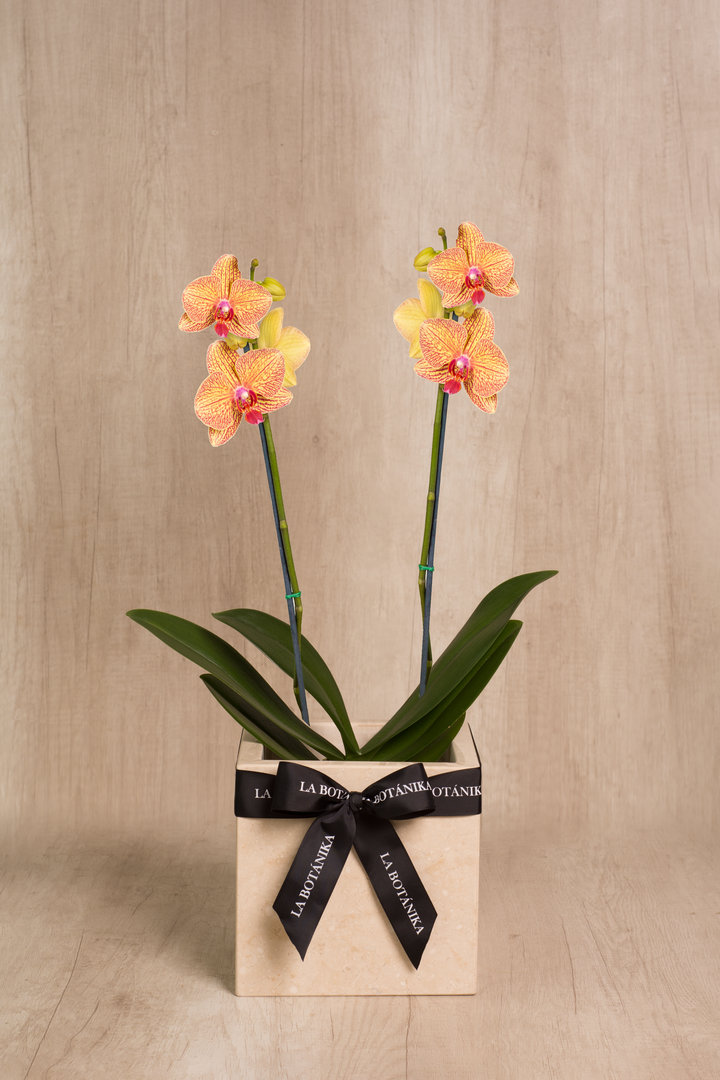 Mármol Beige Orquídea 2 varas
