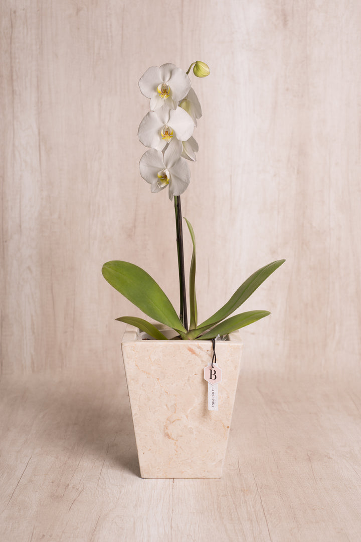 Trapecio Marmol Beige con orquídea