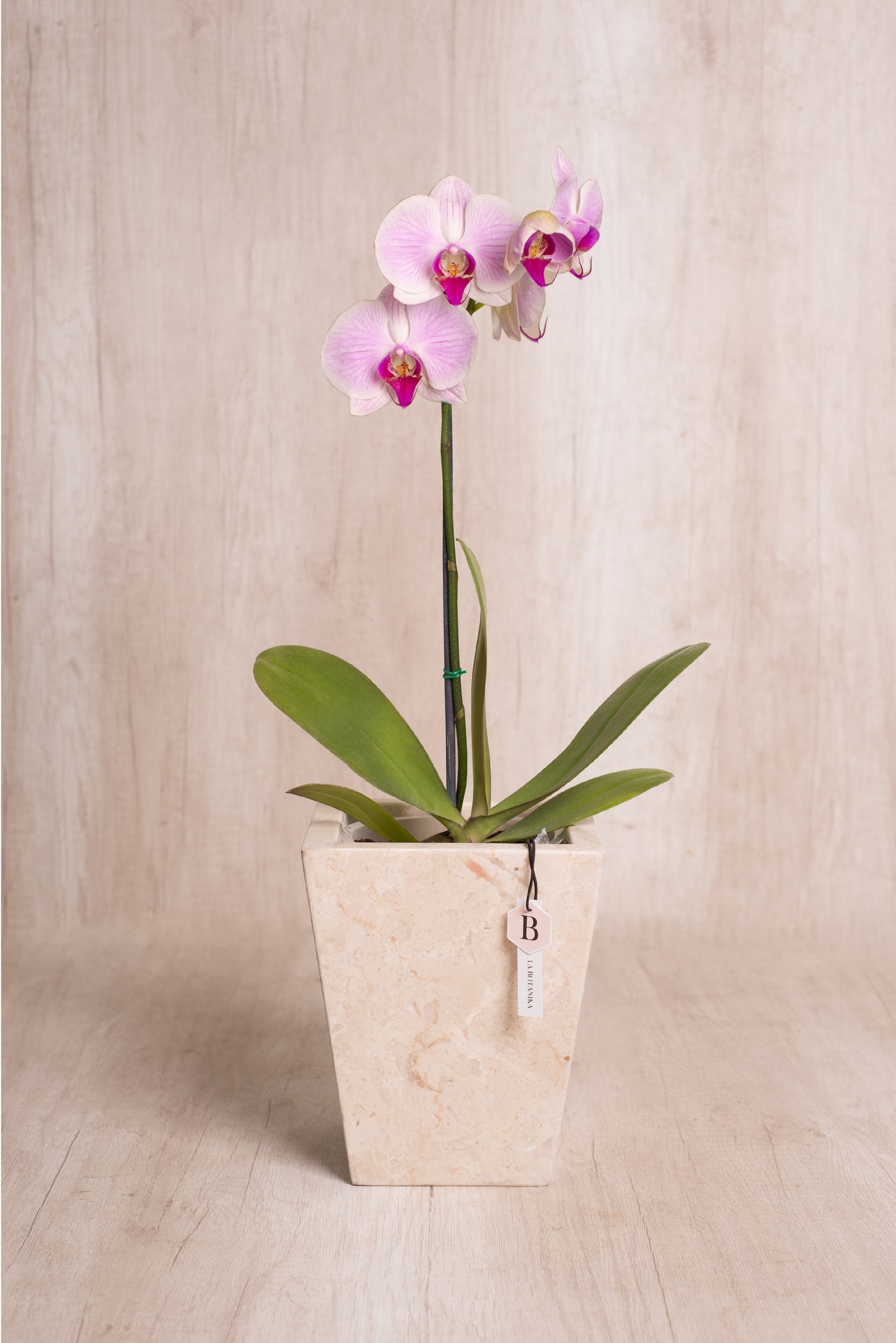 Trapecio Marmol Beige orquídea 1 vara