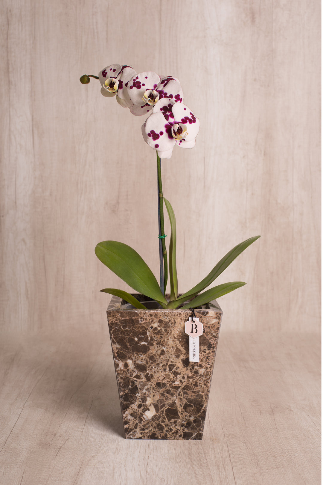 Trapecio Marmol marrón con orquídea