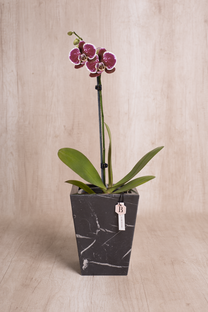 Trapecio Marmol negro con orquídea