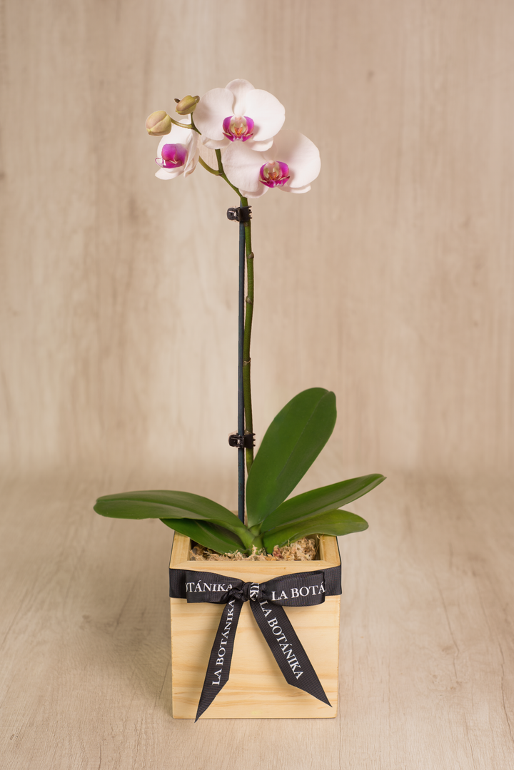 Mini Wood box con Orquídea