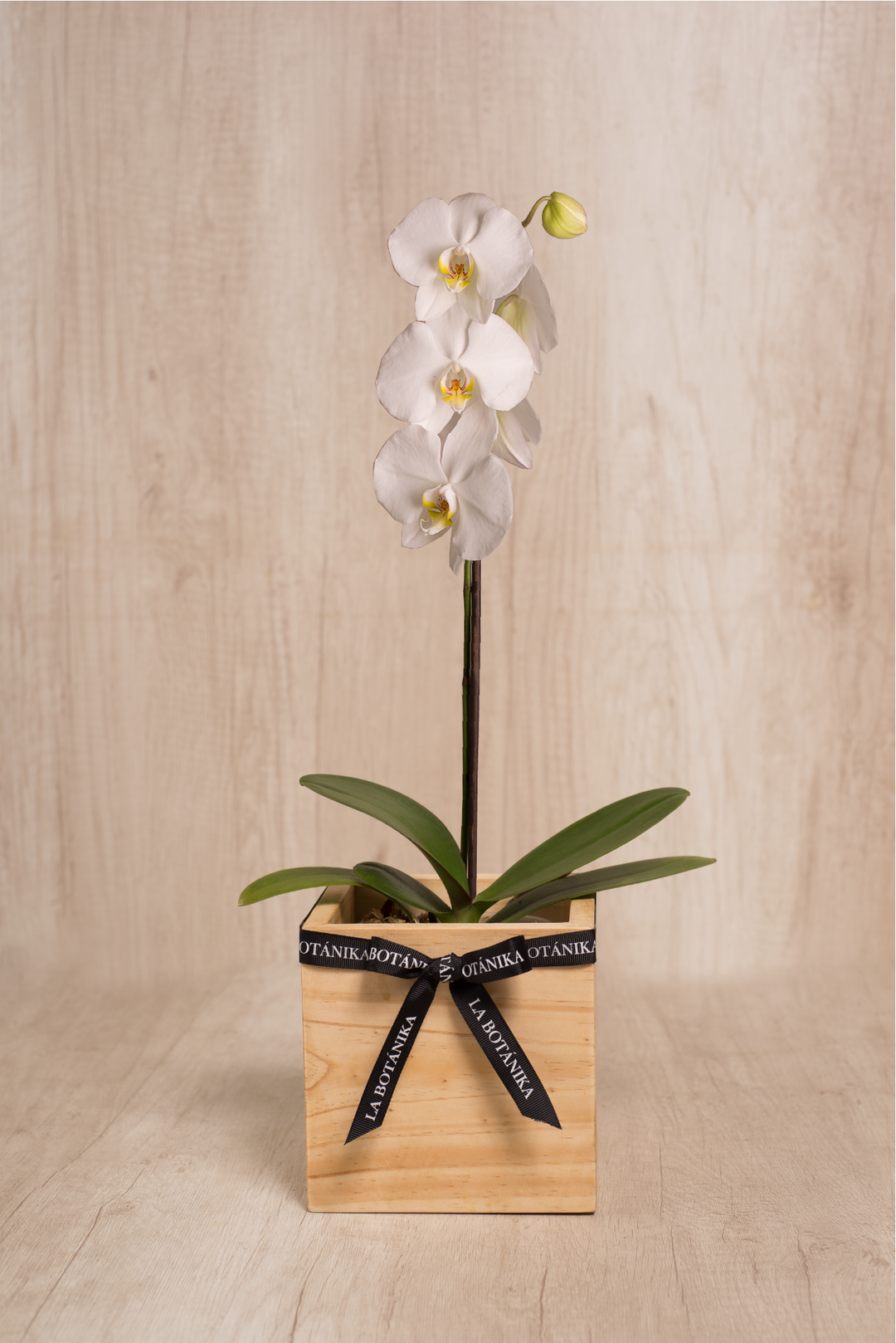 Mini wood box con orquídea