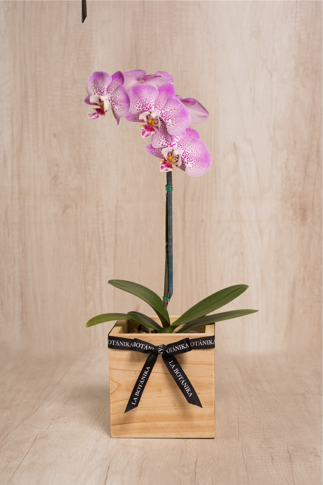 Mini Wood box con Orquídea