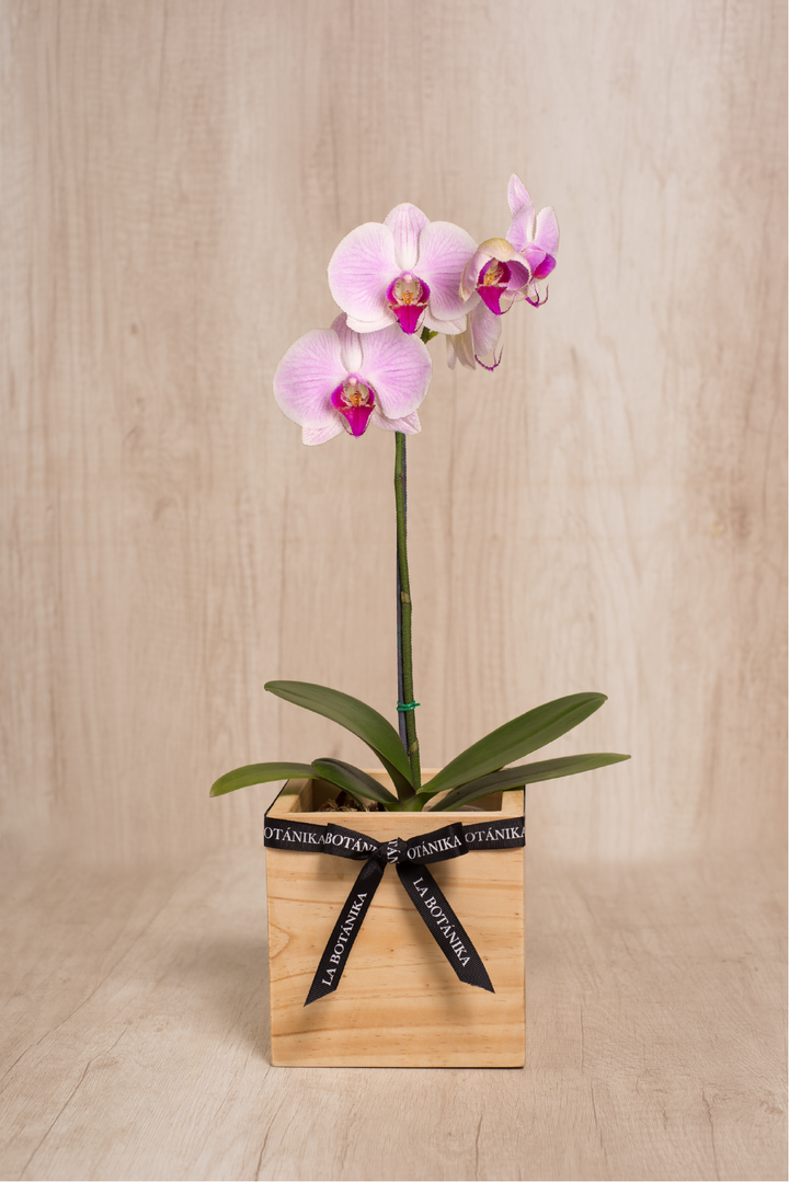 Mini wood box con orquídea