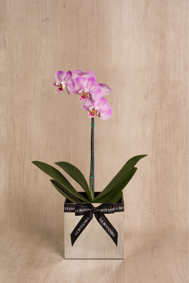 Mirror Box con Orquídea