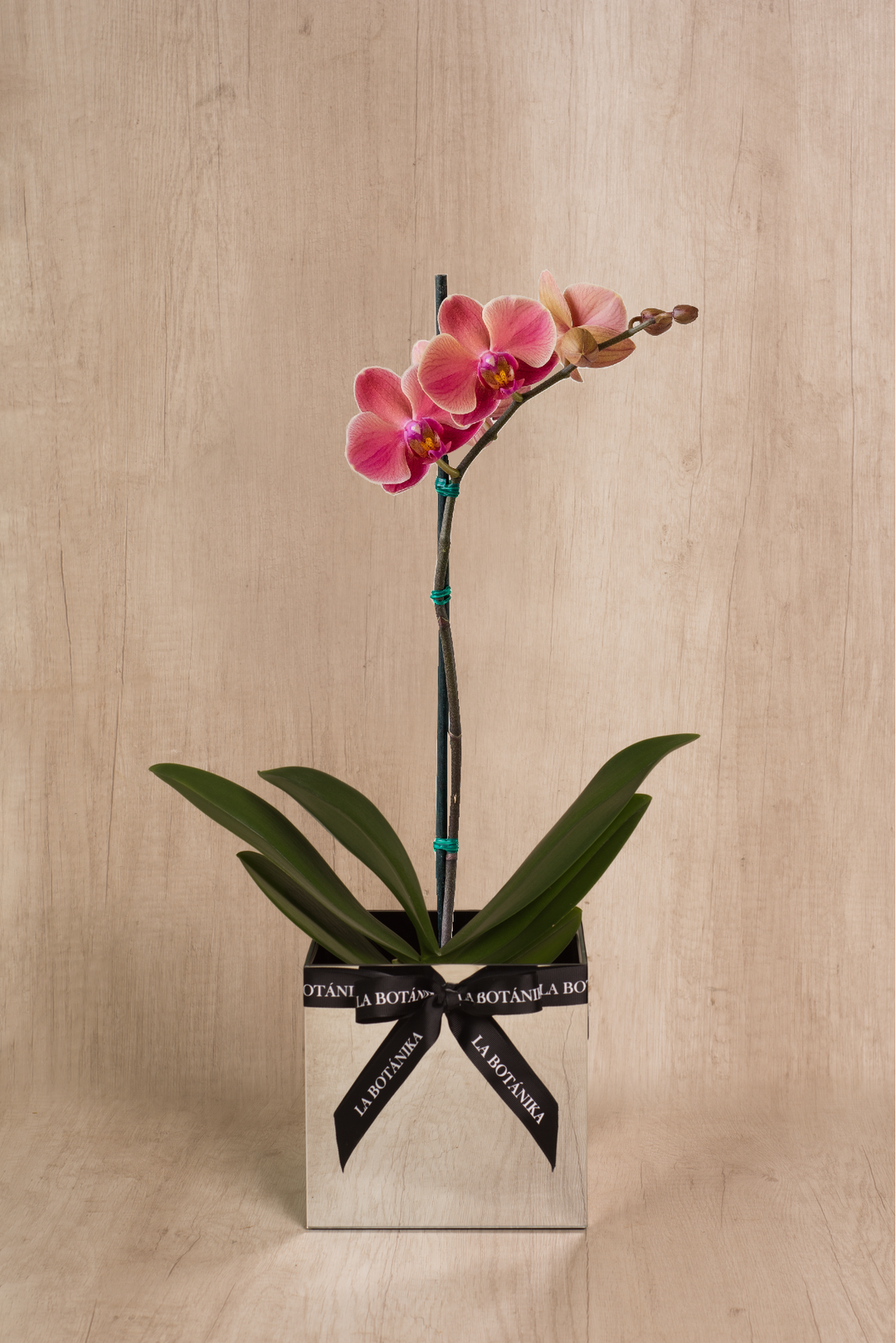Mirror Box con Orquídea