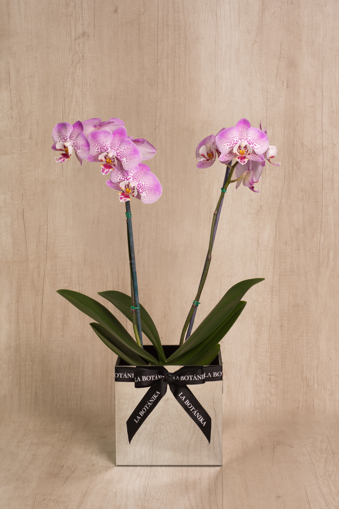 Mirror Box con Orquídea 2 varas