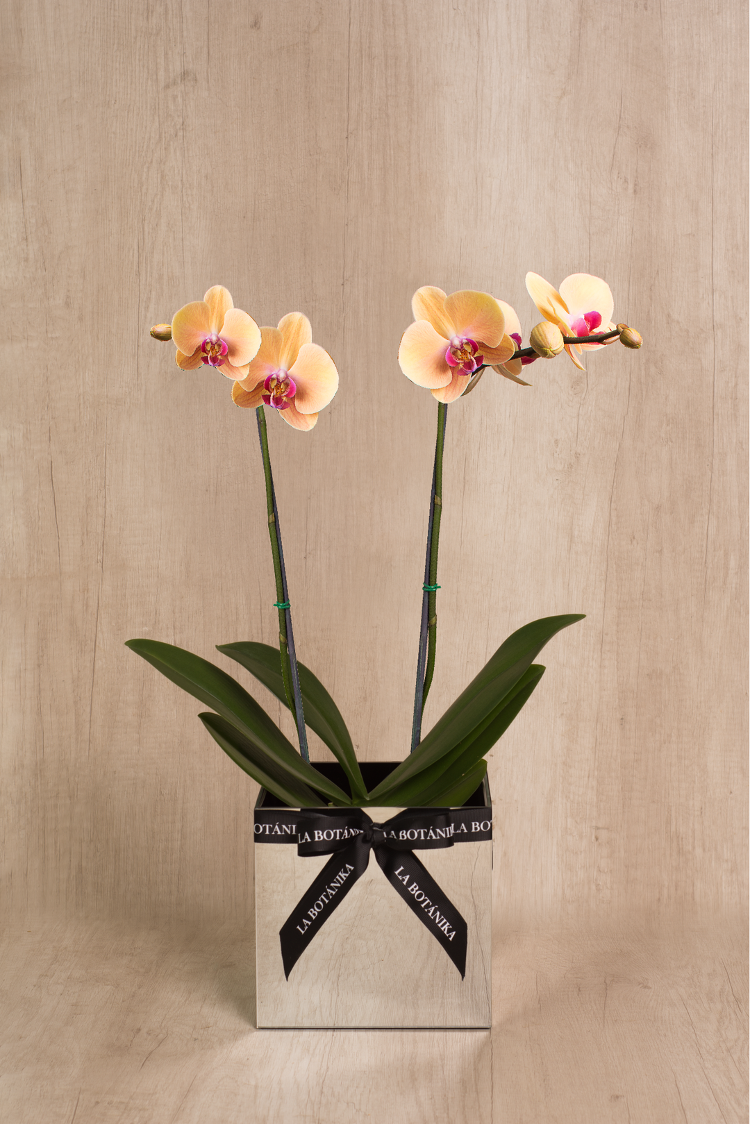 Mirror Box con Orquídea 2 varas