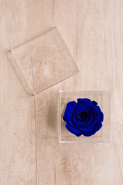 Rosa Preservada - Sameday