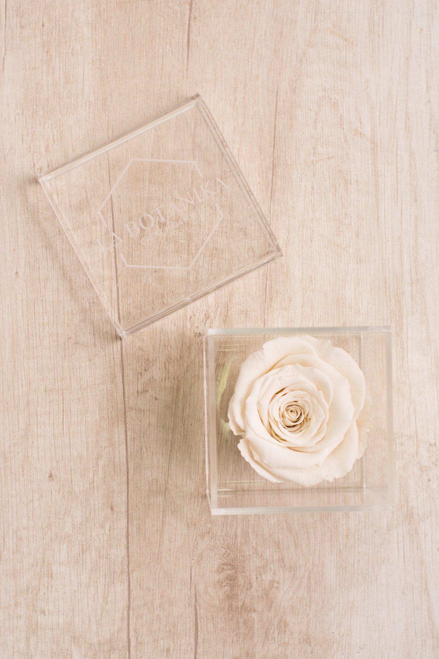 Rosa Preservada - Sameday