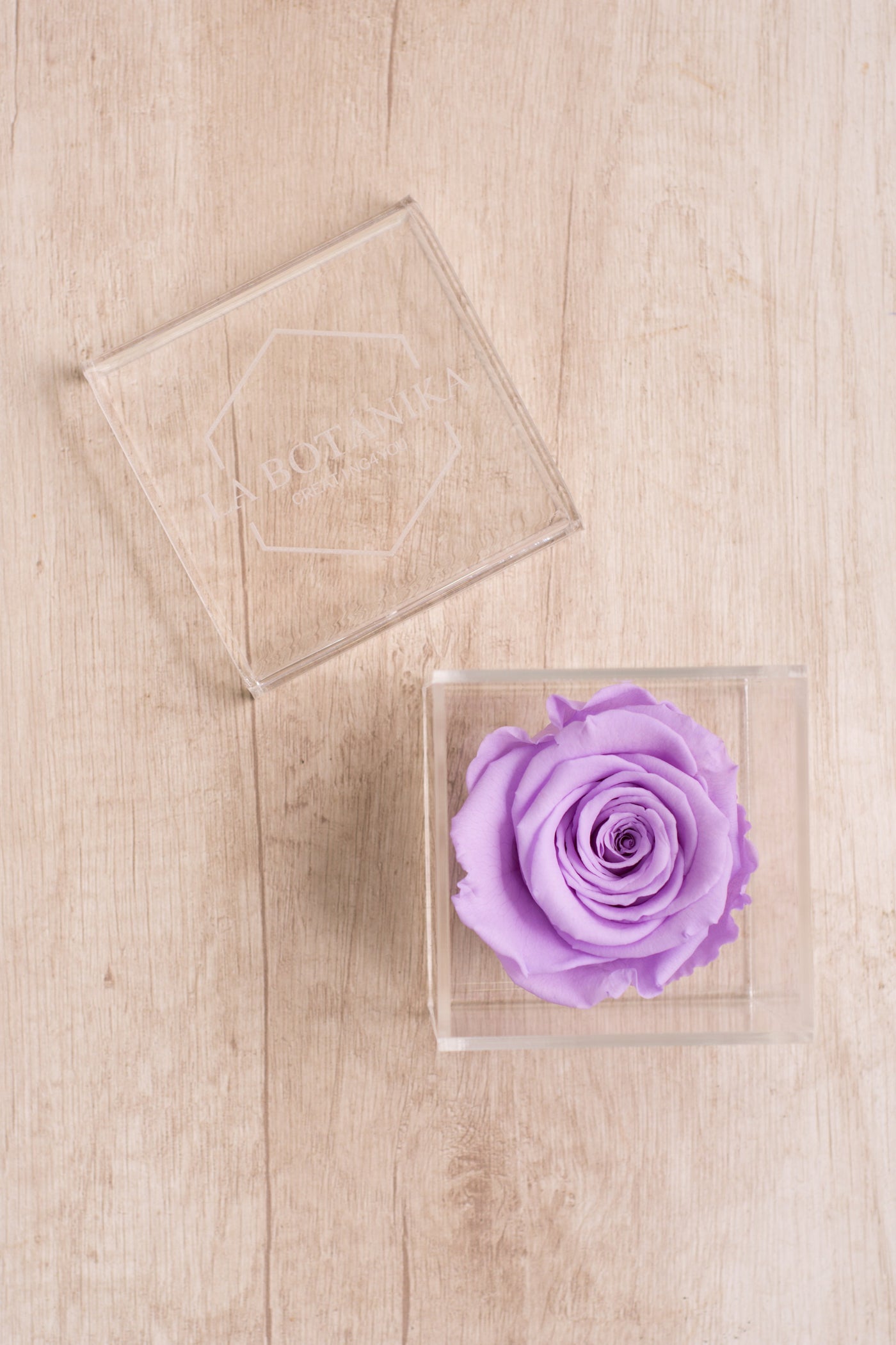 Rosa Preservada - Sameday